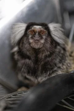 Marmoset resting on soft surface in natural habitat during daytime Stock Photos