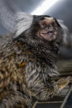 Marmoset showing playful expression while exploring its environment at a Stock Photos