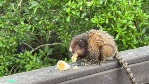 The marmoset is a species of monkey Stock Footage 289734470