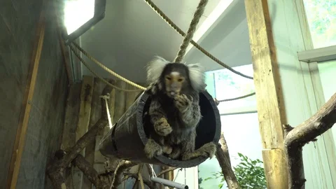 Marmosets Stock Footage 99507900
