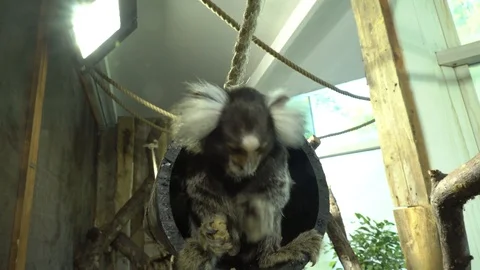 Marmosets Stock Footage 99507917