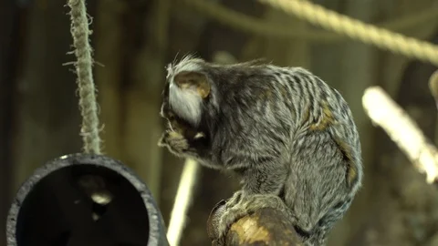 Marmosets Stock Footage 99507980