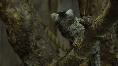 Marmosets monkey 2 Stock Footage 99507959