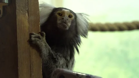 Marmosets monkey close up Stock Footage 99499260