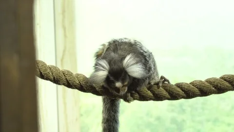 Marmosets monkey Stock Footage 99508287