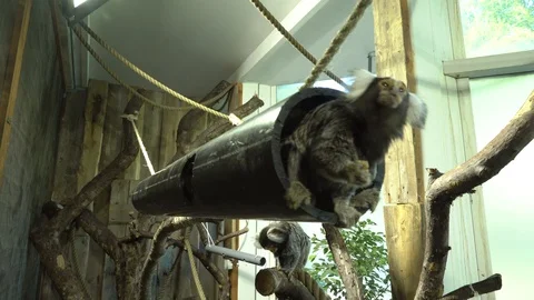 Marmosets zoo Stock Footage 99507944
