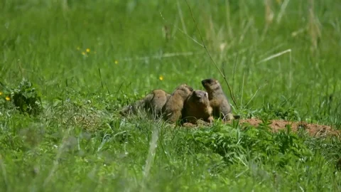 Marmot 1 Stock Footage 109260391