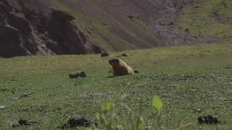 Marmot on an alpine meadow below a red mountain, Tulpar-Kul Lake, Kyrgyzstan Видео 347243221