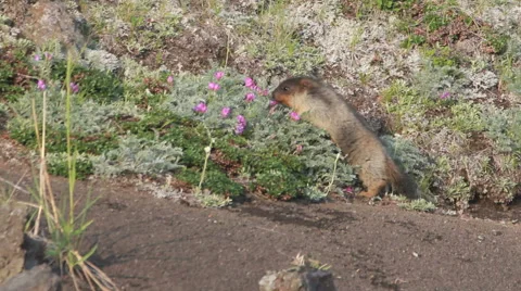 Marmot in the Alps Video stock 42119034
