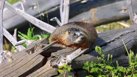 Marmot and Chipmunk on a Log in the Rocky Mountains Stock Footage 251908604