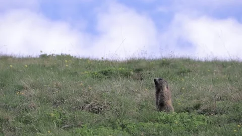 A marmot caling in the mountains Stock Footage 244264490