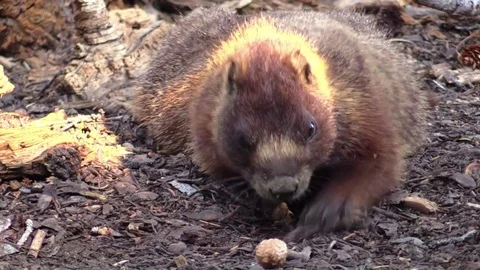 Marmot digging for something to eat closeup animal Stock Footage 78673415