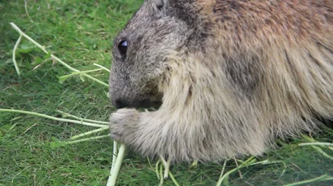 Marmot eat Stock Footage 27449672