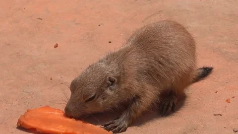 Marmot is eating Video stock 154755725