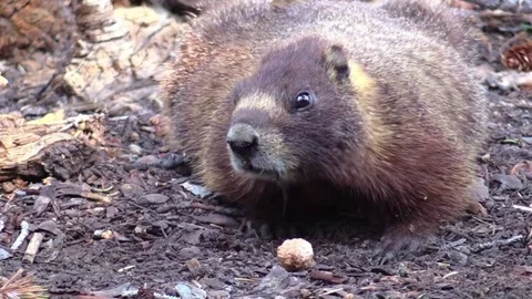 Marmot eating from the ground in mountain trees animal Stock Footage 78672822