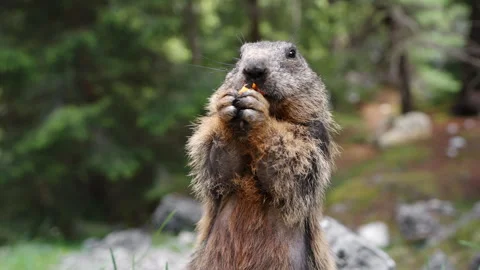 Marmot eats banana in wild and stands in green clearing close up summer Stock Footage 263408979