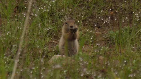 Marmot eats in the grass Stock Footage 280662625