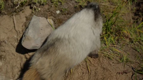 Marmot with fluffy tail running out of frame Vidéo 318622971