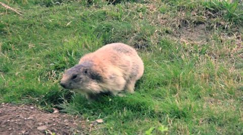 Marmot Stock Footage 27456253