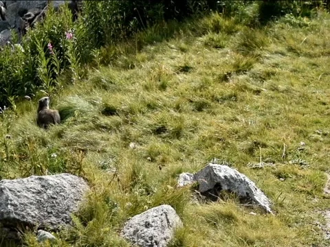 Marmot Stock Footage 79677218