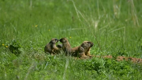 Marmot Stock Footage 109260399