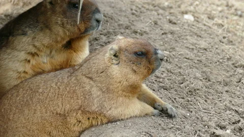 Marmot Stock-Footage 111853605