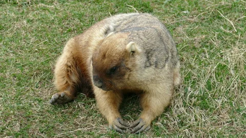 Marmot Video stock 111853606