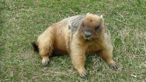 Marmot Video stock 111853658