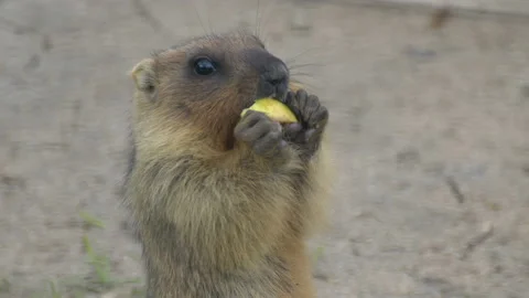 Marmot Video stock 114302539
