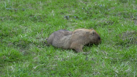 Marmot Stock Footage 154191505