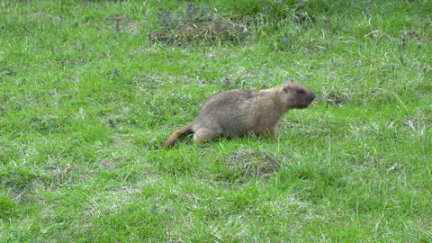 Marmot 스톡 동영상 154191550