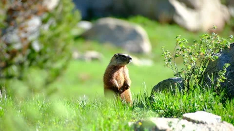 Marmot Video stock 278566371