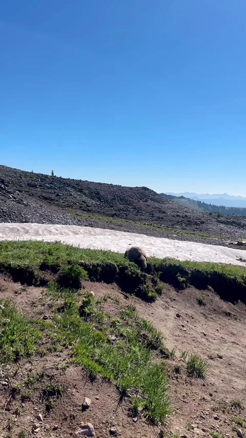 Marmot Foraging Beside Snowfield on Mount Rainier Skyline Trail Stock-Footage 344822882