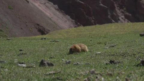 Marmot foraging on a meadow below a red slope, Tulpar-Kul Lake, Kyrgyzstan Видео 347243247