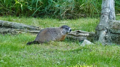 Marmot in the forest Stockbeeldmateriaal 116707433