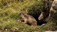 Marmot In The Full Nature, (Slow Motion) Stock Footage