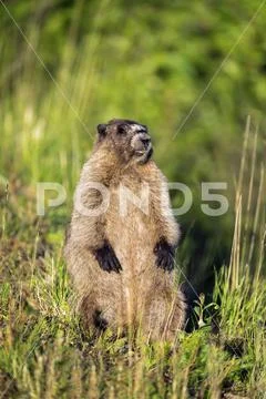 Marmot, gets some sunshine after weeks of rain, Tongass National Forest Stock Photos