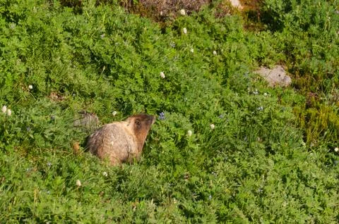 Marmot at grass Stock Photos