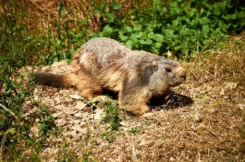 Marmot on the grass Stock Photos