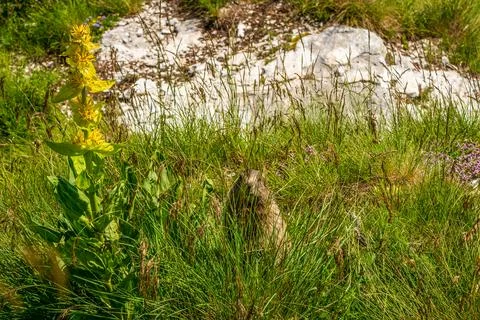 A marmot hiding in the grass. Stock Photos