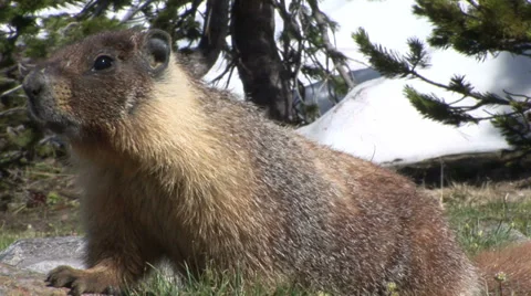 Marmot in the high sierra grass Stock Footage 36176407