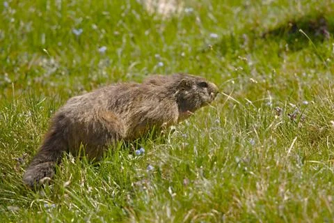 Marmot in it's hole Stock Photos