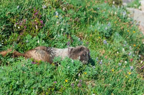 Marmot looking down Stock Photos