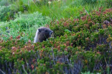 Marmot looking from grass Stock Photos