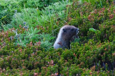 Marmot looking at a leaf Stock Photos