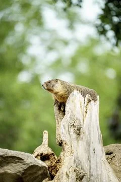Marmot on the Lookout Stock Photos