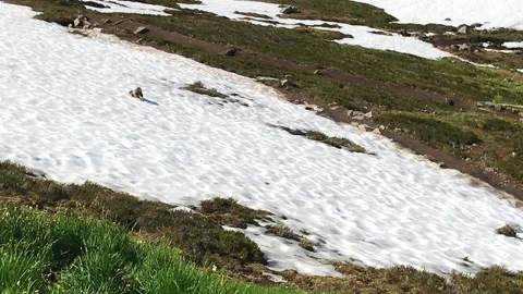 Marmot mating games on the alpine meadows of Mount Rainier National Park Stock Footage 138279293