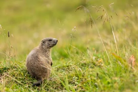 Marmot on a meadow Stock Photos