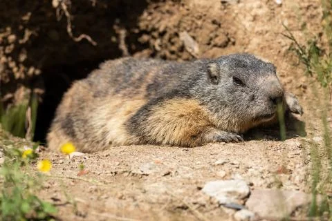 Marmot in the meadow Stock Photos