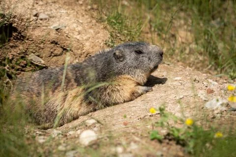 Marmot in the meadow Stock Photos